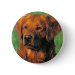 Golen Retriever button