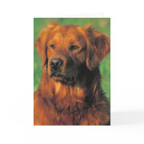 Golen Retriever greeting card