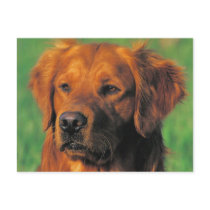 Golen Retriever postcard