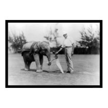 Golfer and Elephant Caddy in Miami, FL 1922 posters by lc_vintagephotos Golfer and Elephant Caddy in Miami, FL 1922 posters
