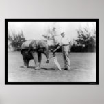Golfer and Elephant Caddy in Miami, FL 1922 Print