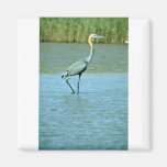 Goliath Heron Fridge Magnets