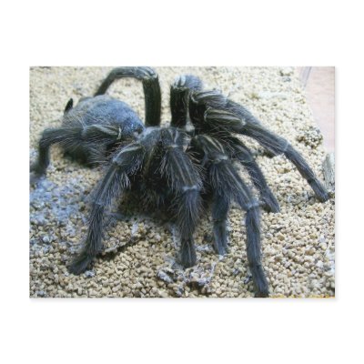 Goliath Tarantula Postcard by sunsett76