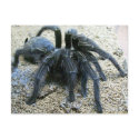 Goliath Tarantula Postcard by sunsett76 Goliath Tarantula Postcard
