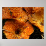 Gomphus Floccosus posters