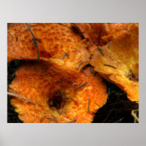 Gomphus Floccosus Posters