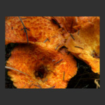 Gomphus Floccosus posters
