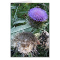 Gone to Seed cards