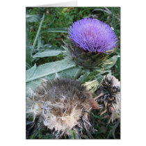 Gone to Seed cards by dangerphoto Gone to Seed cards