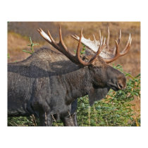 Good Bull Moose posters