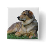 Good Dog Pinback Buttons Good Dog Pinback Buttons