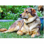 Good Dog Photo Cutouts