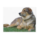 Good Dog Post Cards Good Dog Post Cards