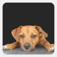 Good Dog Stickers
