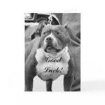 Good Luck American Staffordshire Terrier card