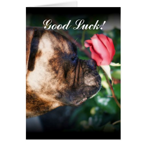 Dog Good Luck Quotes. QuotesGram