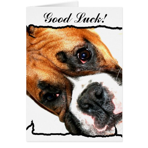 Good Luck boxer dog greeting card | Zazzle