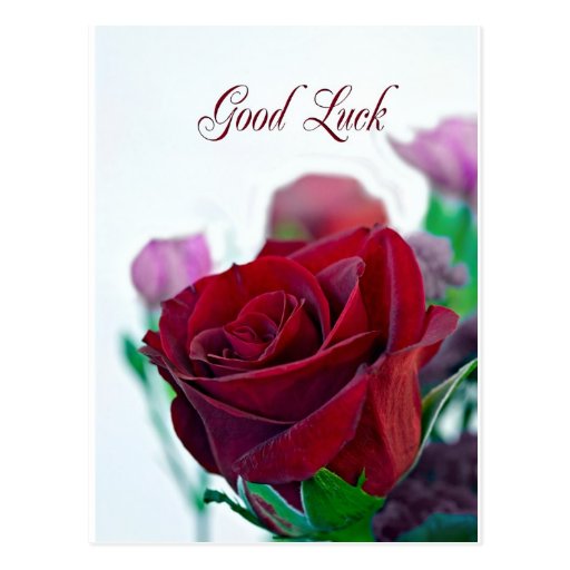 Good luck card with a classic red rose postcard Zazzle