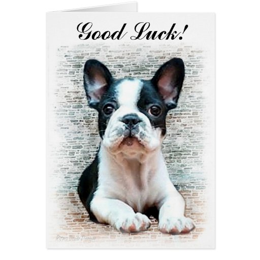 Good Luck French Bulldog puppy card | Zazzle