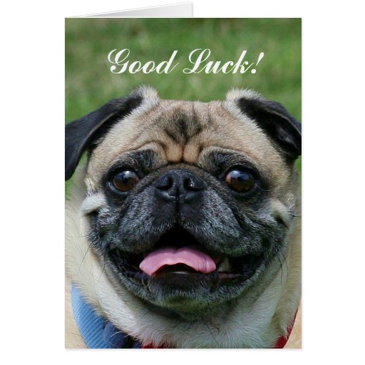 Good Luck Pug Dog Card | Zazzle