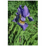 Good Measure Flag, (Iris) flowers t-shirts