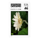 Good morning Daisy postage