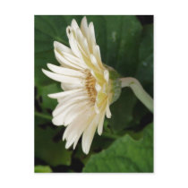 Good Morning Daisy postcards by iiiyaaa Good Morning Daisy postcards