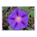 Good Morning Glory cards