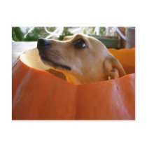 Good Rufus Pumpkin Postcard by goodrufus Good Rufus Pumpkin Postcard