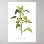 Goodenia grandiflora posters