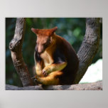 Goodfellows Tree Kangaroo Posters