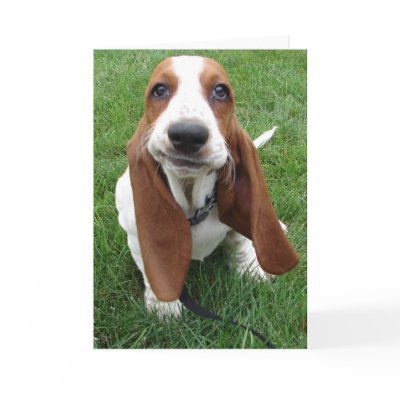 Goofy Basset Hound Greeting Card by robinkrzyzak78