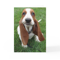 Goofy Basset Hound Greeting Card by robinkrzyzak78 Goofy Basset Hound Greeting Card