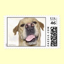 Goofy Labrador postage