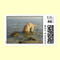 Goofy Labrador postage