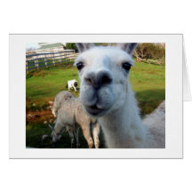 Goofy Llama Blank Greeting Card