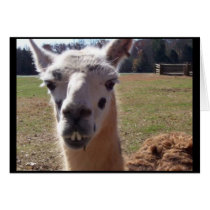 Goofy Llama cards by achope246 Goofy Llama cards
