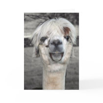 Goofy Llama Greeting Card by Artworks Goofy Llama Greeting Card