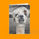 Goofy Llama Greeting Card