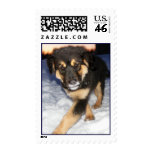Goofy Puppy Stamps
