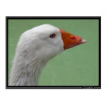 goose1 postcard
