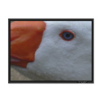 goose2 postcards