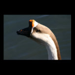 Goose 2 Print