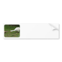 Goose and Cat 9P031D-45 bumper stickers by TraffordPhotos Goose and Cat 9P031D-45 bumper stickers