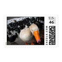 Goose and Coots postage by lonedragonfli Goose and Coots postage