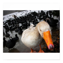 Goose and Coots posters by lonedragonfli Goose and Coots posters