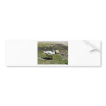 goose bumper sticker