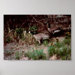 Goose Camp Site Print