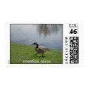 goose, Canadian Goose postage