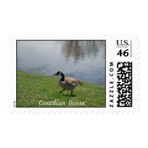 goose, Canadian Goose postage
